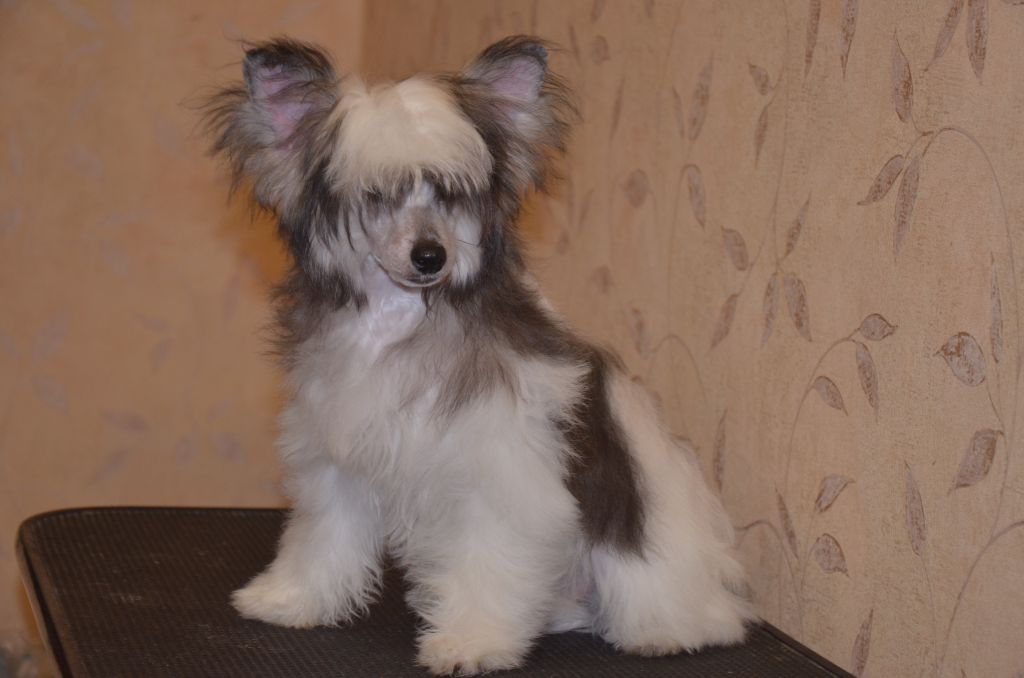 Alania Bonus Westtai