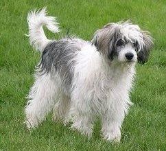 Belshaw's Roses And More