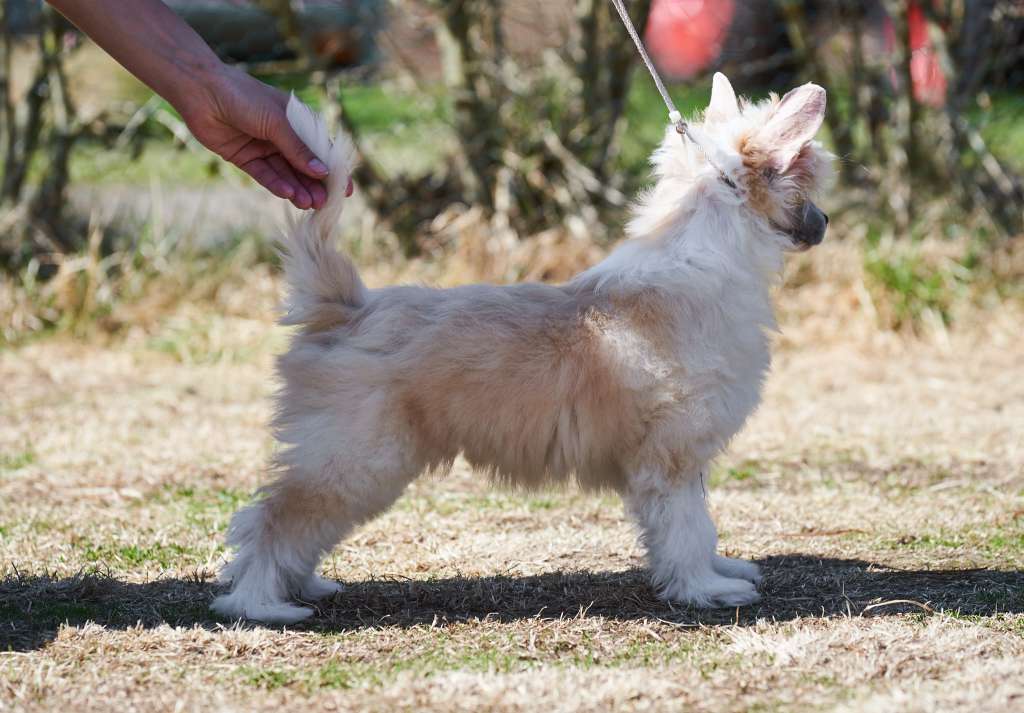 Sirocco At The Alibi Shop