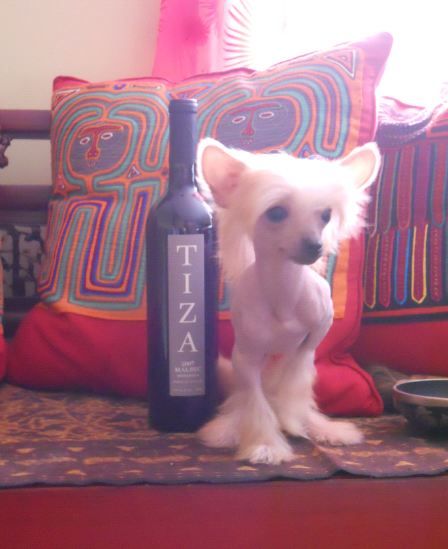 AKC Mythic Micro La Vita e Bella