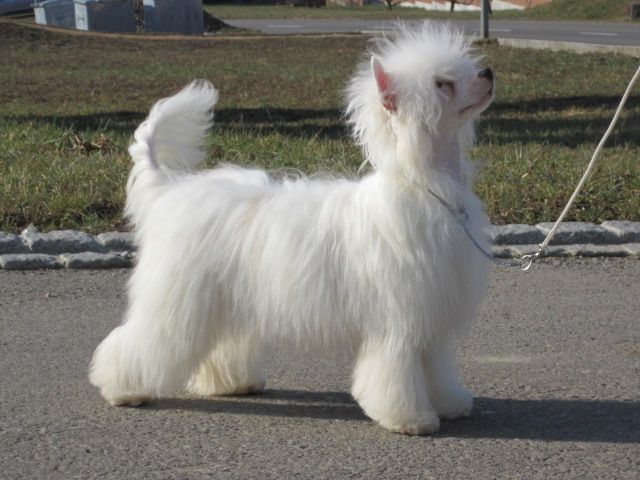 Vanitonia Sweet Dreams