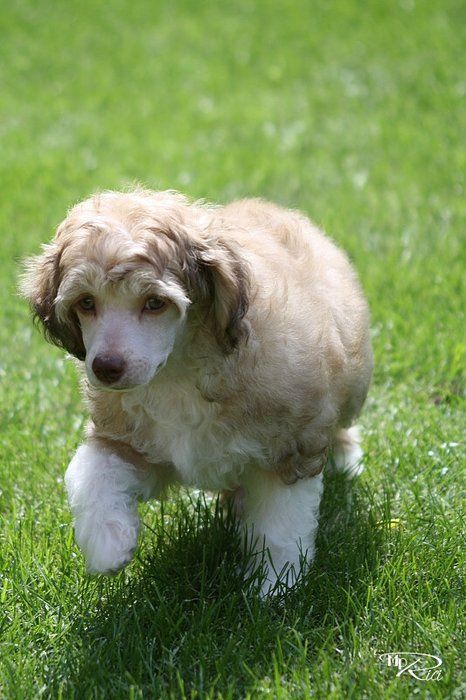 Antila Crater Maytay's Minng