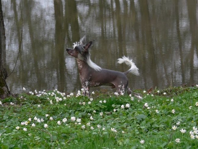 Picture