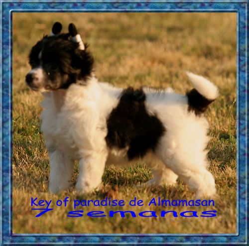 key of paradise de Almamasan