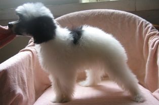 Rus Amigus Mouse Blanching North Star