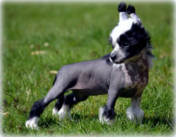 Shandor's Ohlala Olivia