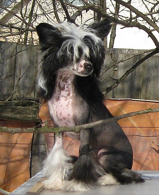 Premier Mari Top Model ot Angel O'Check.