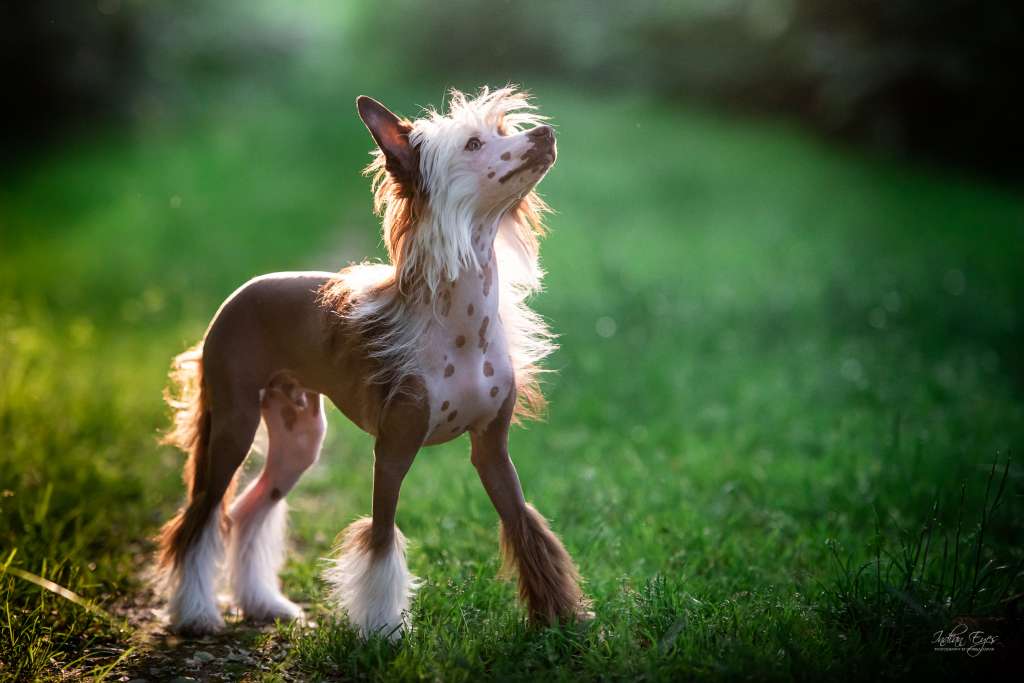 Manymore Corbusier Copyright