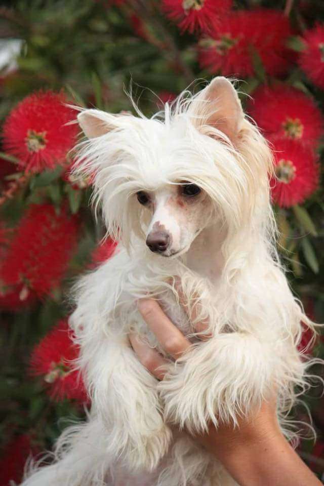 Traumtanz Quality Mischief Managed