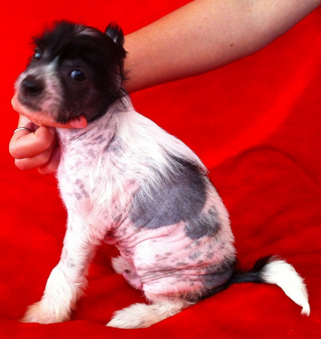 Apriori Vip Handsome Gift