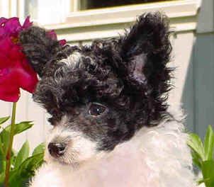 Stormblåstens Mooncrest Magic