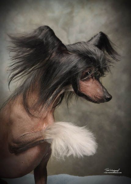 Gemstone's Yabba-Dabba-Do!