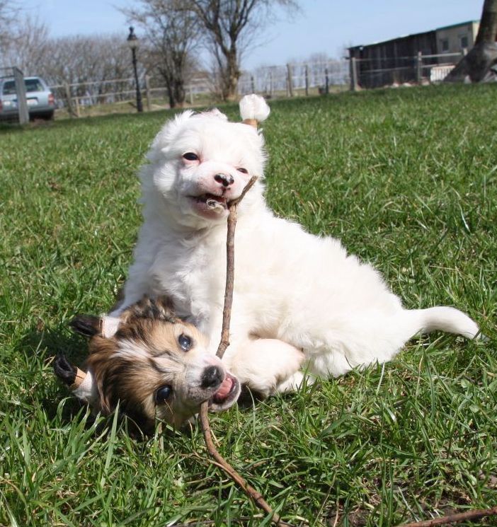 Be My Dog's Eskimo's Booty