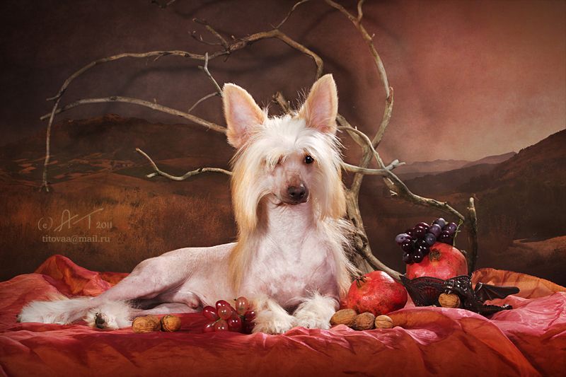 Zholesk I like the Red