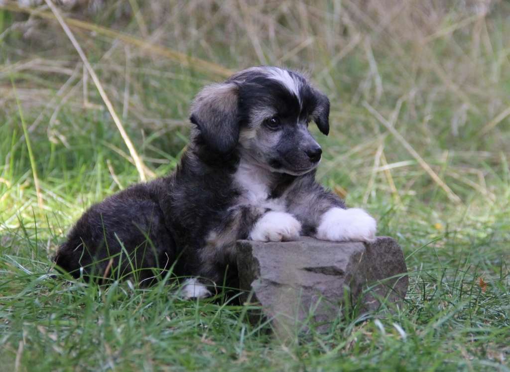 Yaquinas Hello Again