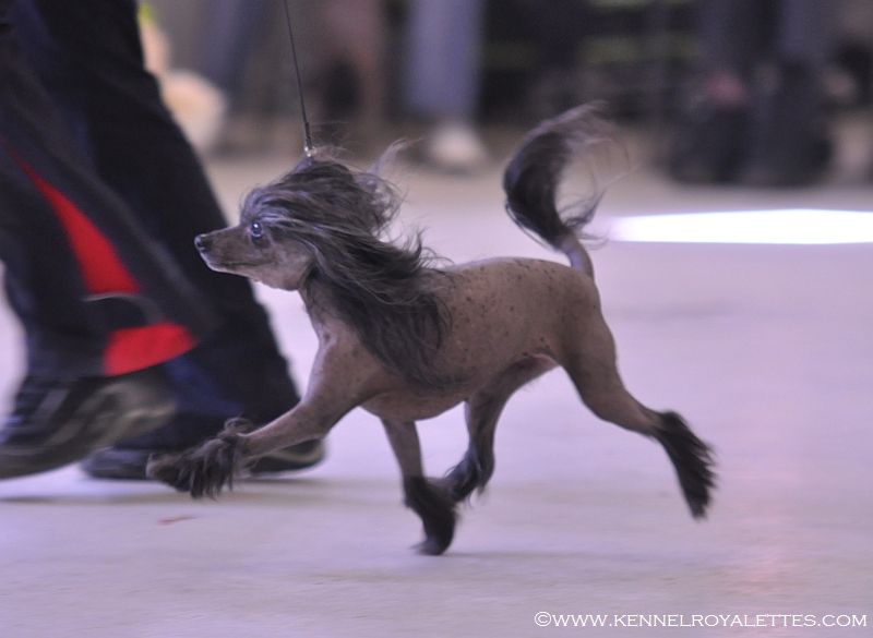 Secret Line's Tiny Toon