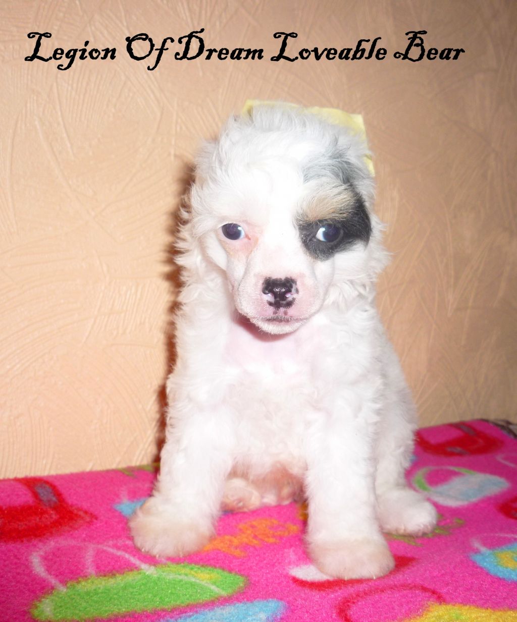 Legion Of Dream Loveable Bear