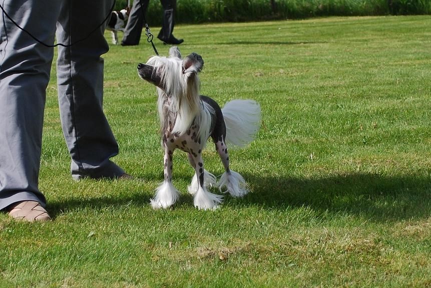 Kinapuffens Decibell