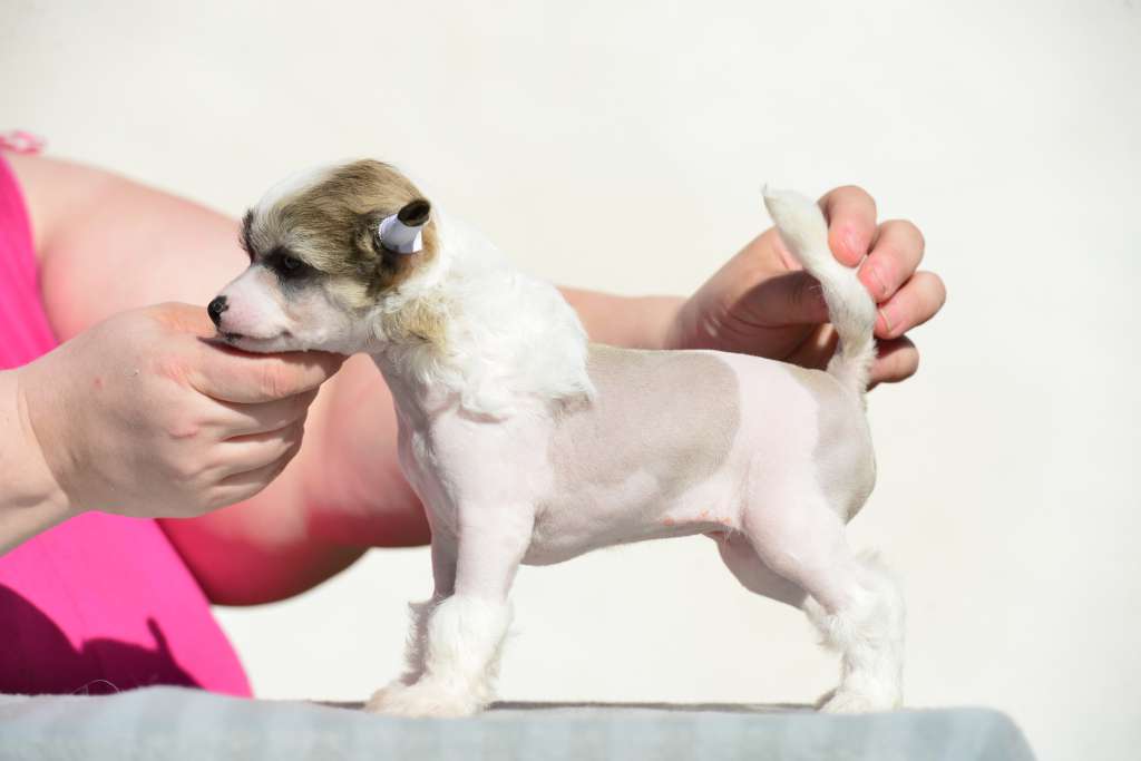 Sun Dan Beauty Of The Moon