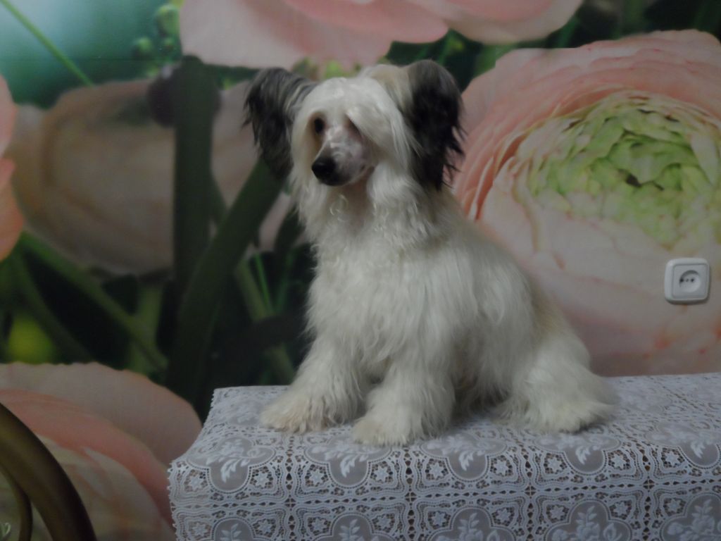 Chinese Romance  Bonus Westtai