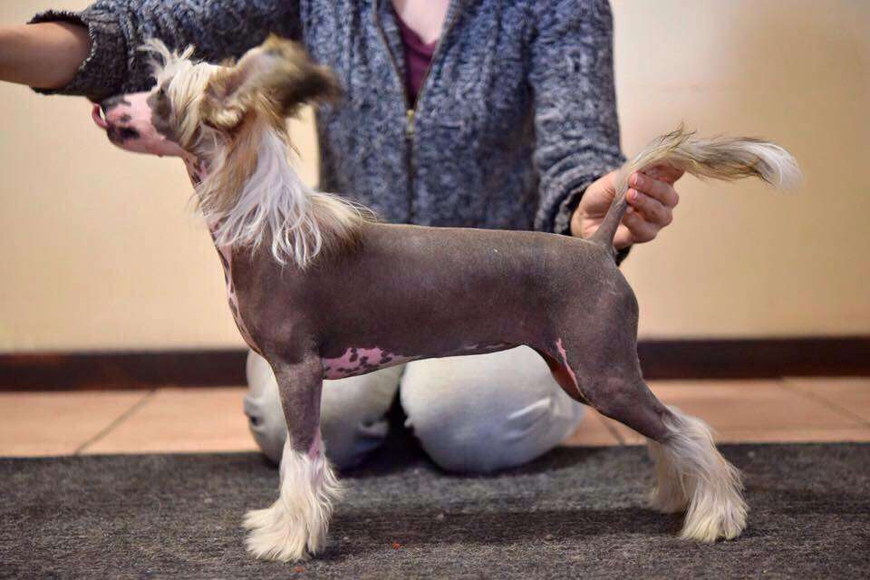 Jean Dark Glitter & Gold