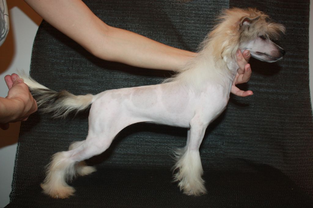 Olgivan Show Elka-Yolka