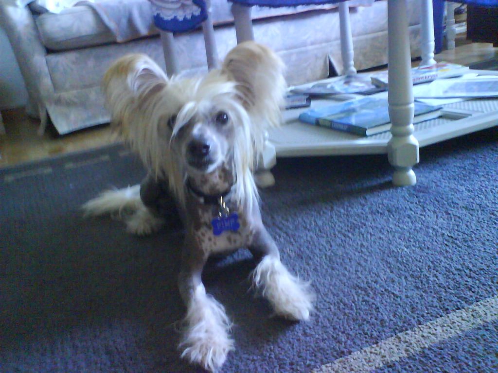 Portinbo's Vito Genovese