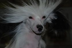 SandStorm Snow Contest