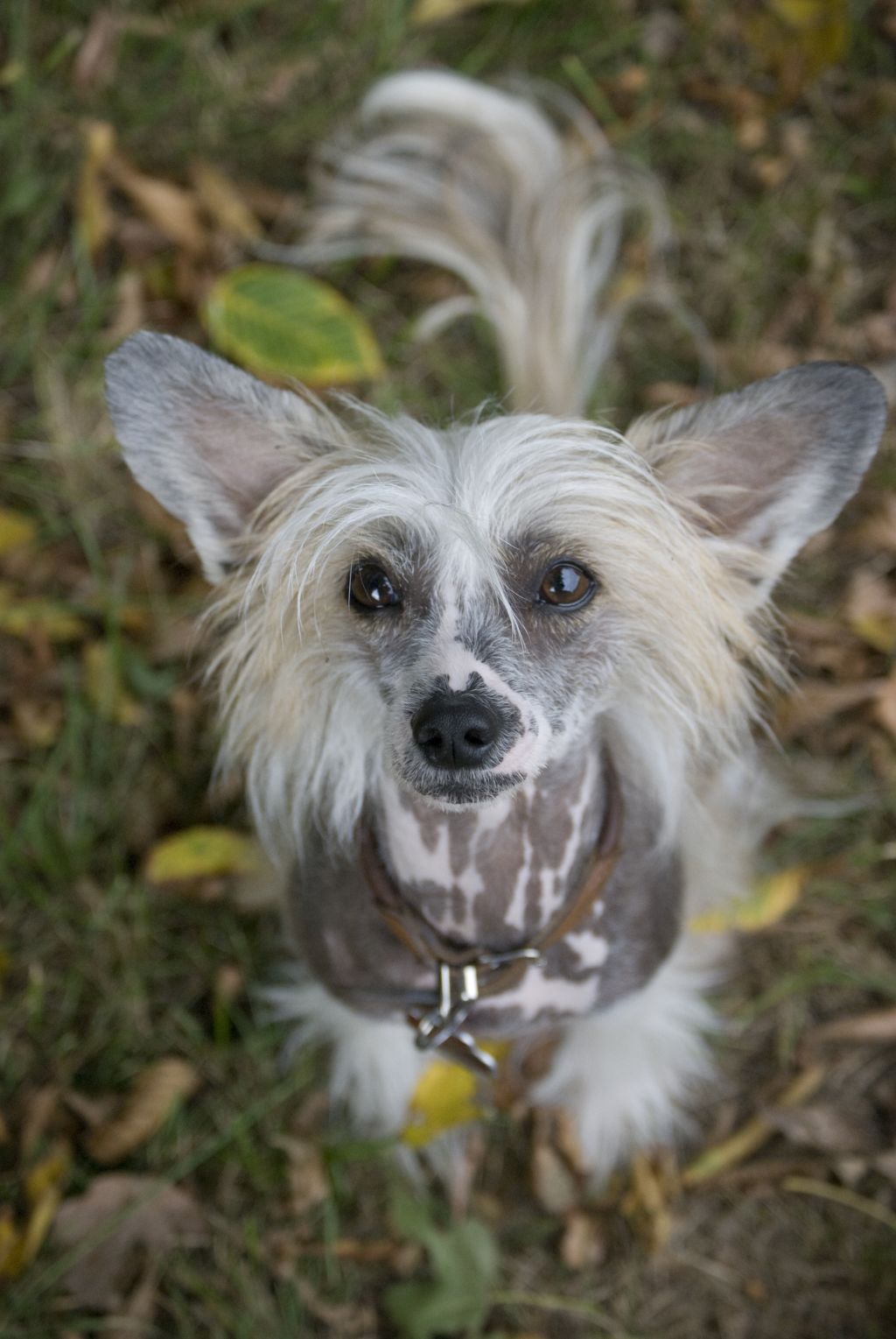 Bella Briana vom Feenmond