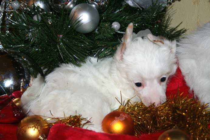 Chrismas White Du Pave De Varennes