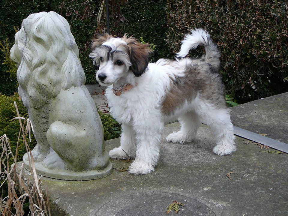 Dave od Zlateho moku