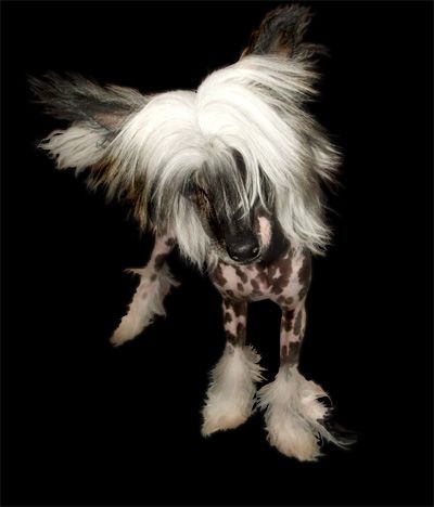 Ittybitty I'm So Pretty