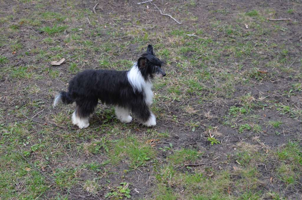 Magic of Success Wily Guy