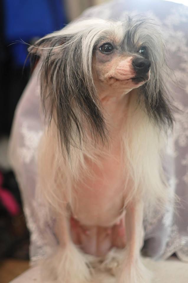 Spotifly Aprilia Italian Desig'N