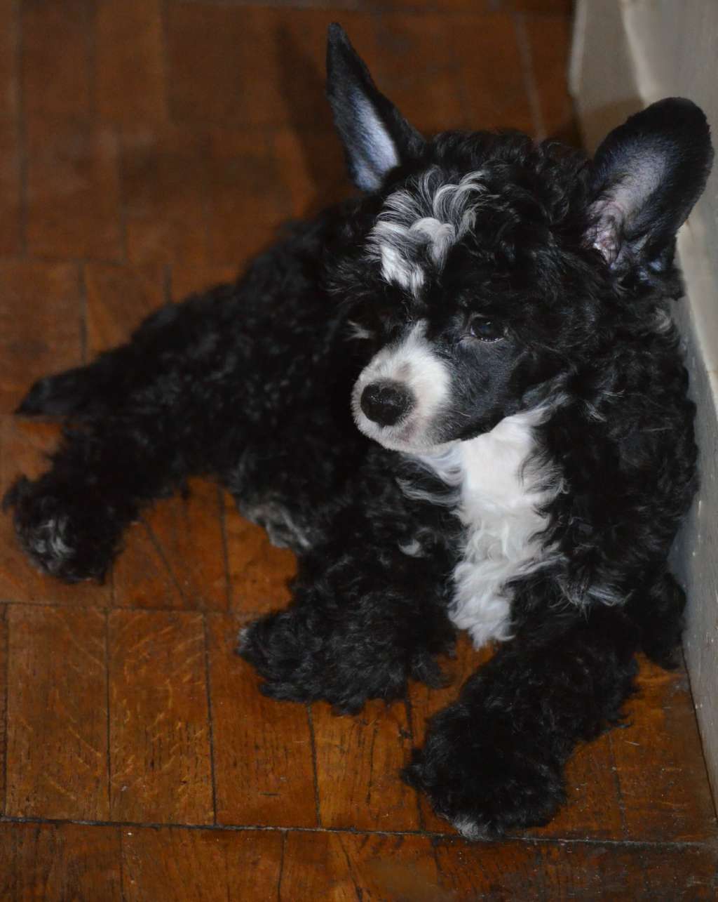 Magic of Success Quango