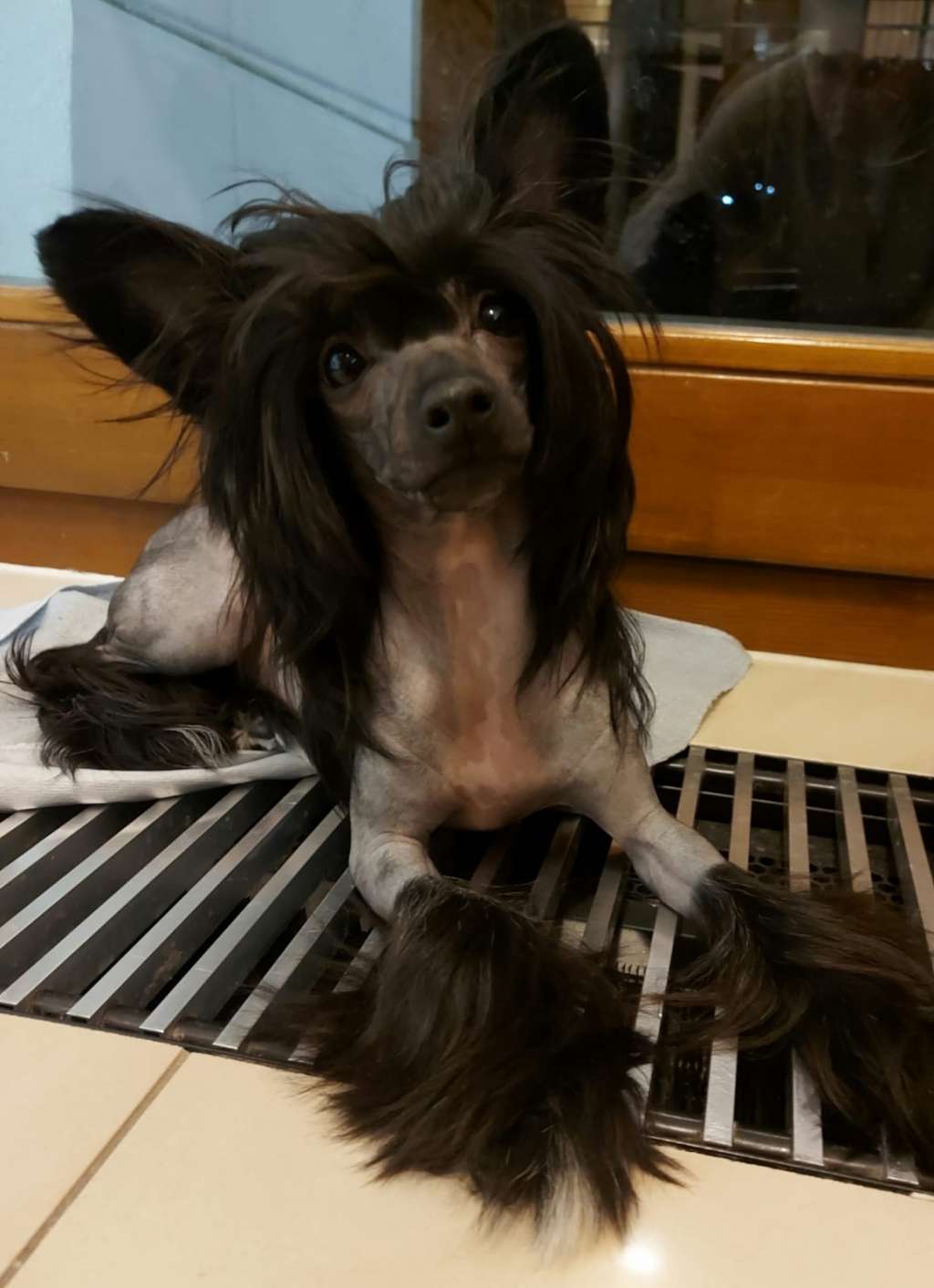 Awita Ciche Marzenia(FCI)