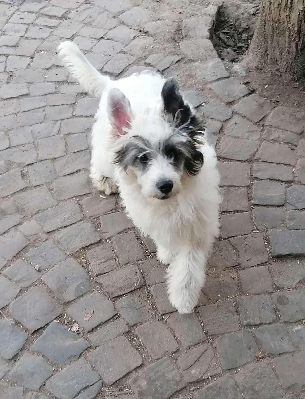 Be My Dog's March Hare