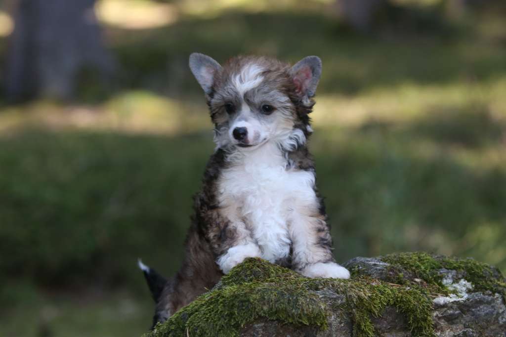 Call Me Maybe Princes de la Roses