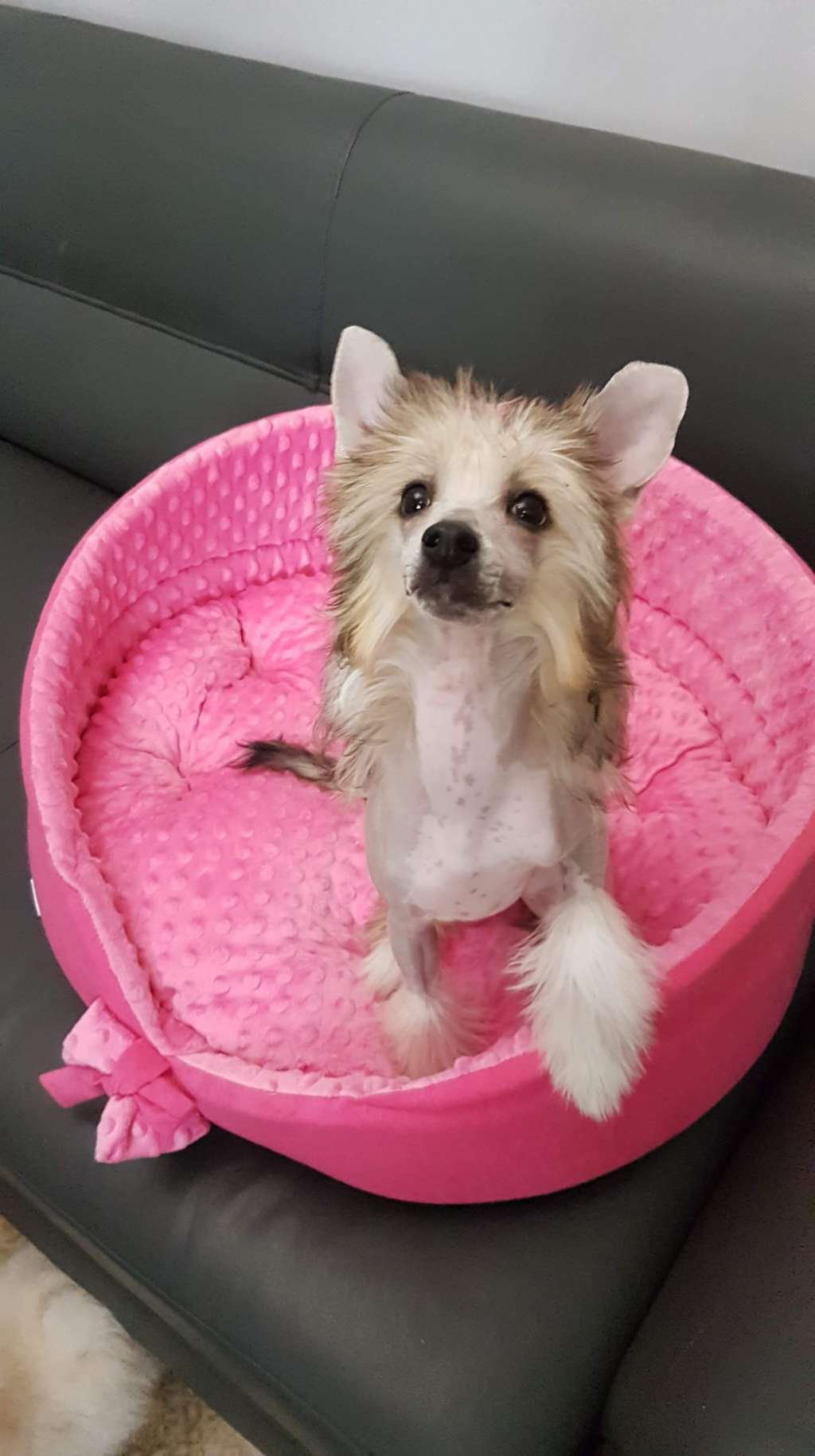 XIANG Good Luck Sasima Fci