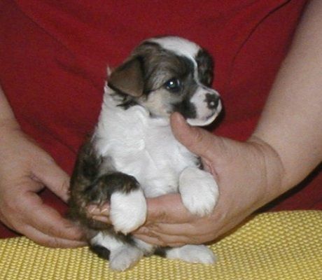 Jory Top Model De Rama