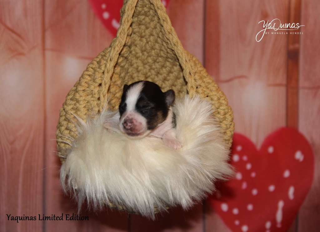 Yaquinas Licence To Win