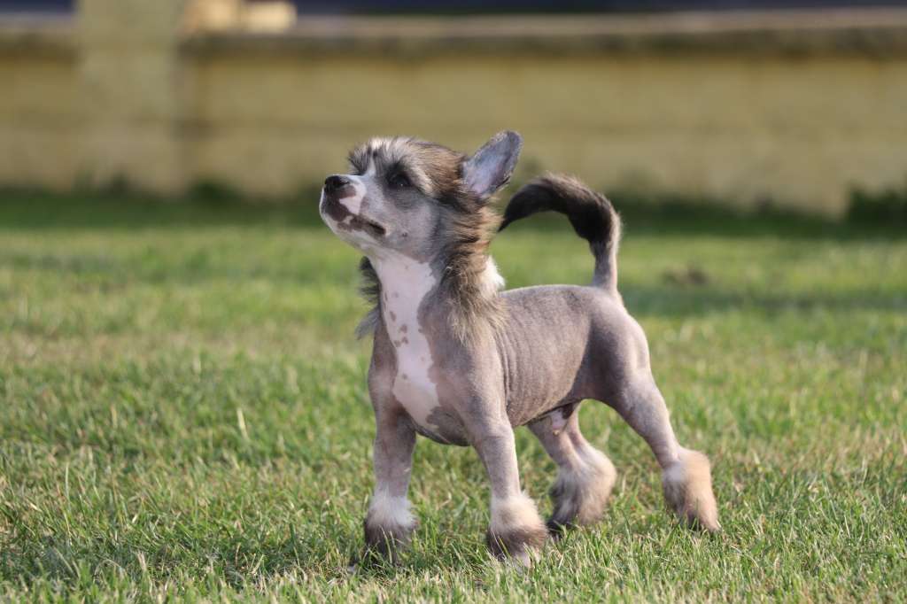 Heal The World Princes de la Roses