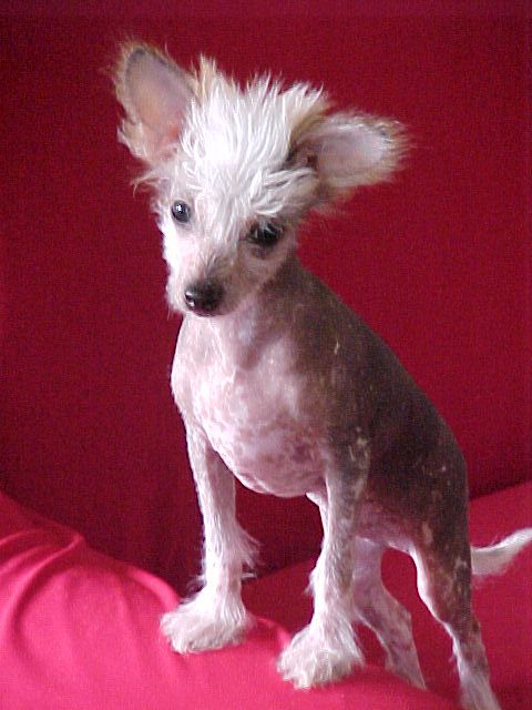 Koreke Midgard Aegir