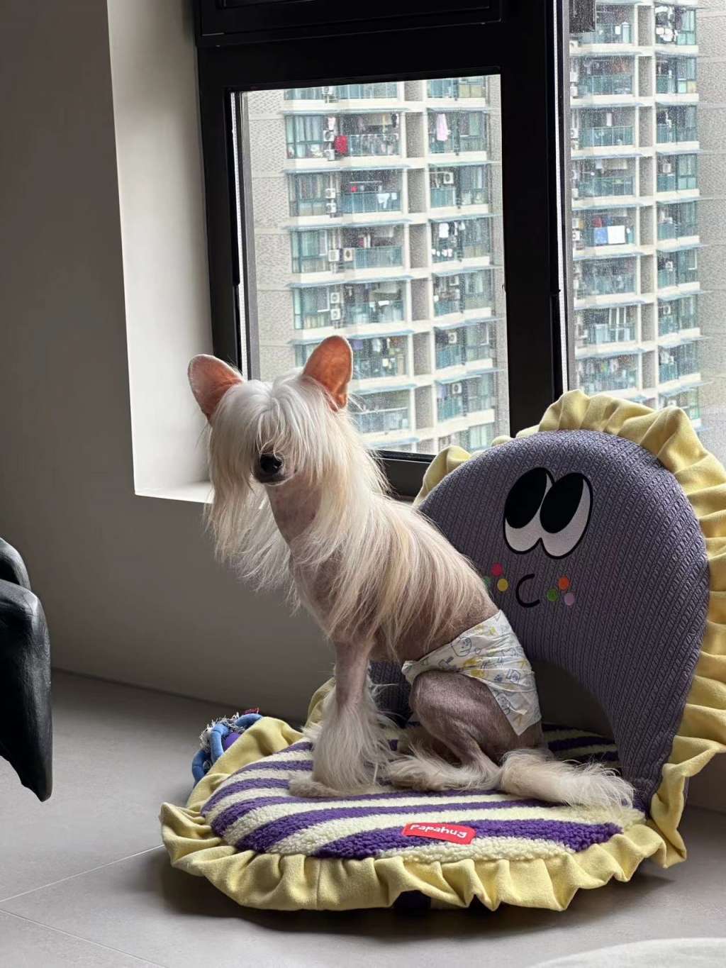 Rosa sinensis of Might