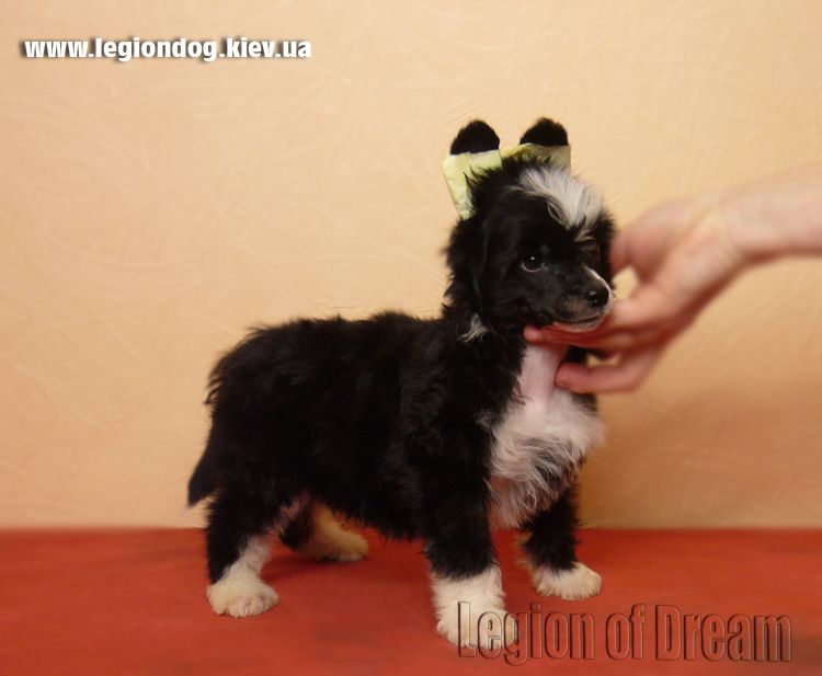 Legion Of Dream Magician