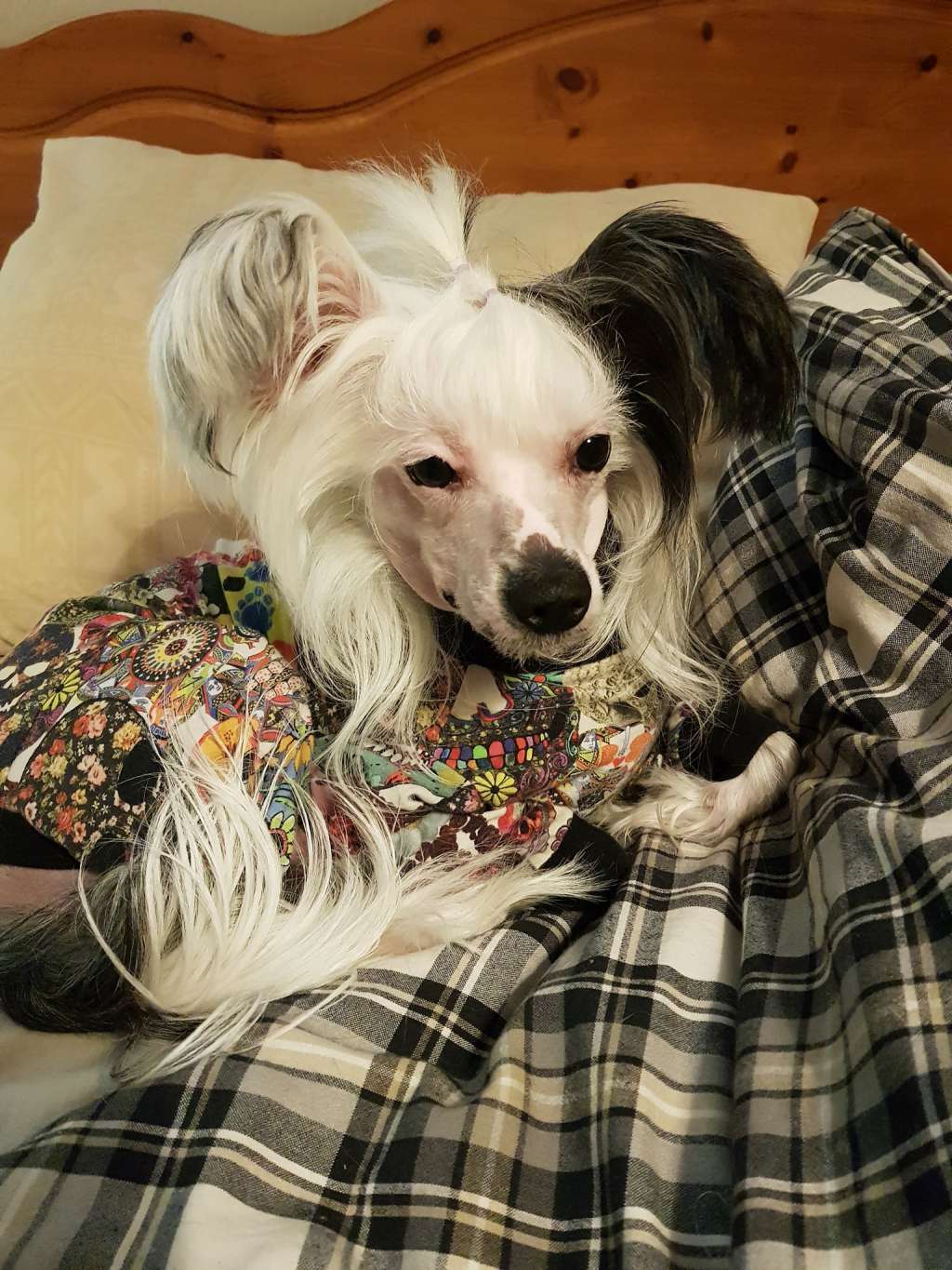 Neddies Endless Story