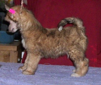 Mosaic's Haunted Kisses