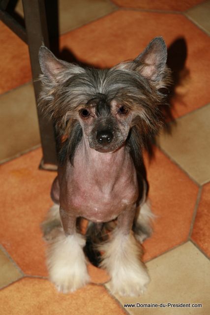 Hagrid Rubeus du Domaine du Président