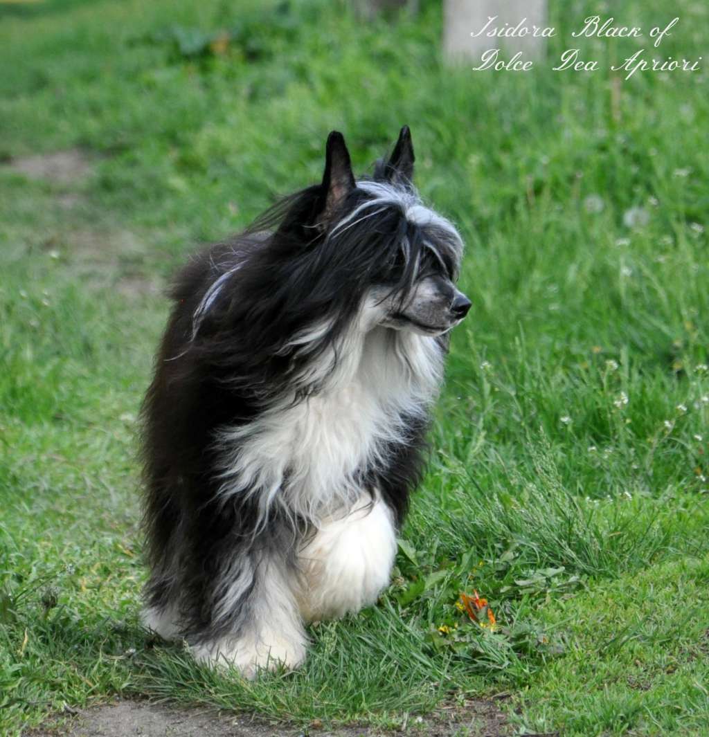 Isidora Black of Dolce Dea Apriori