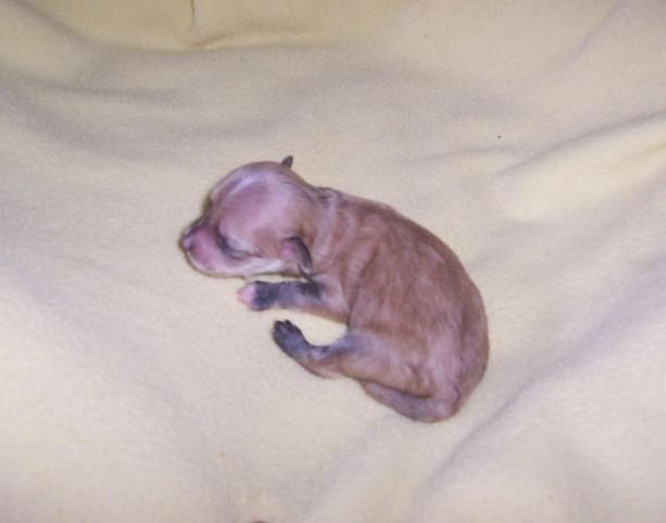 Richey Aimont Gavany's Bohemia